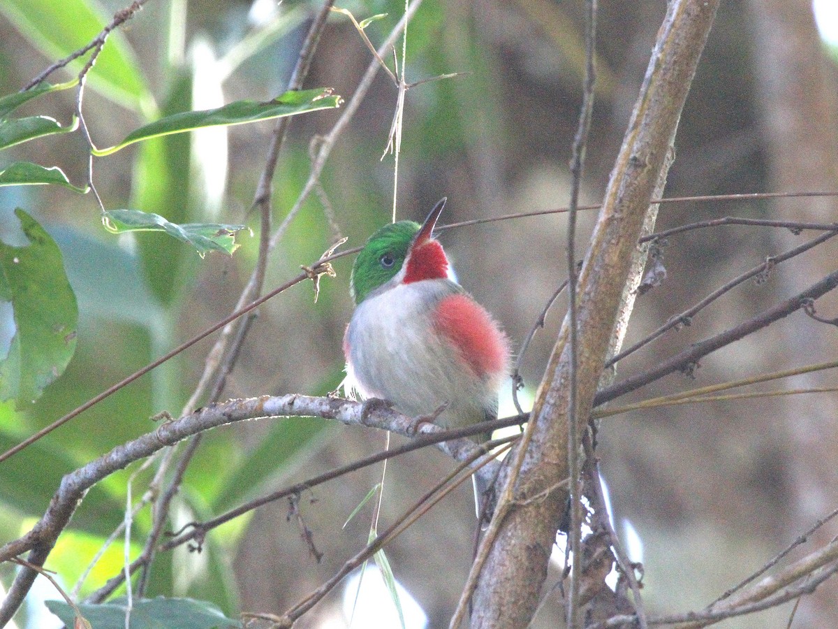 Narrow-billed Tody - ML636750693