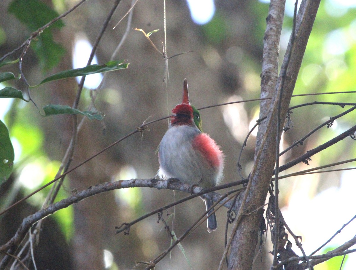 Narrow-billed Tody - ML636750694