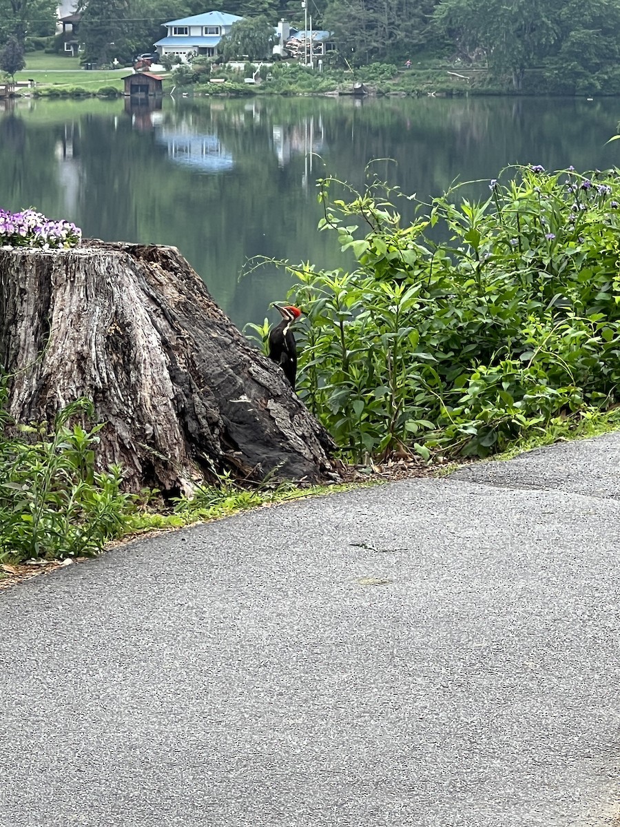 Pileated Woodpecker - ML636750726