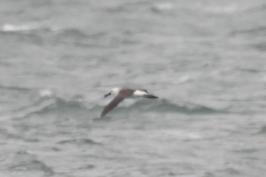 Albatros Picofino Atlántico - ML636750774