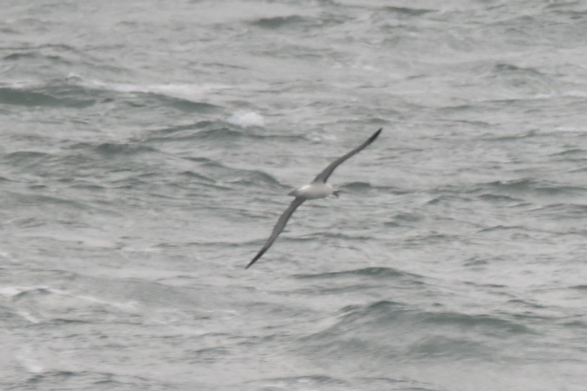 Albatros Picofino Atlántico - ML636750775