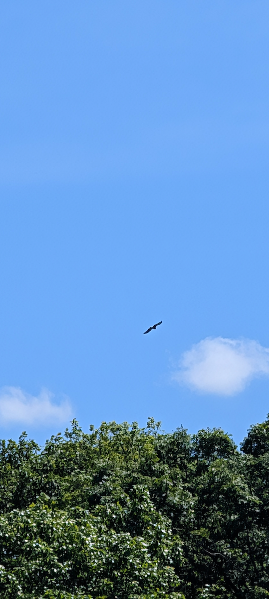 Bald Eagle - ML636750864