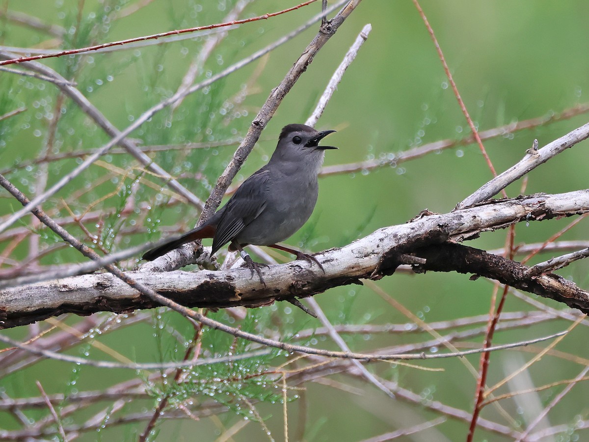 Gray Catbird - ML636750886
