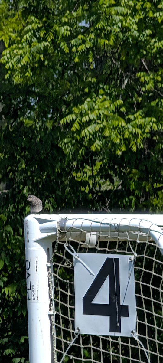 Eastern Bluebird - ML636750913