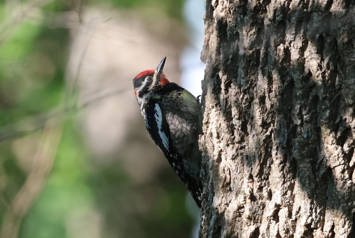 sapsucker sp. - ML636750926