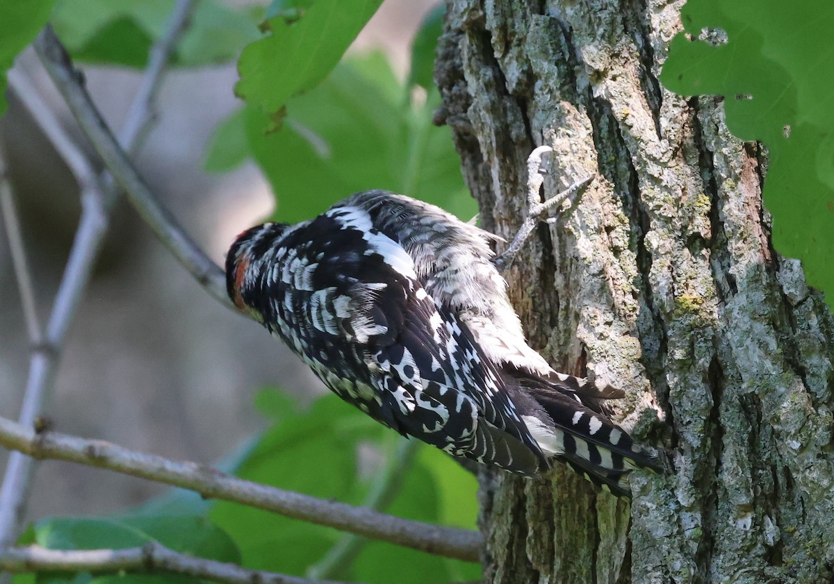sapsucker sp. - ML636750928