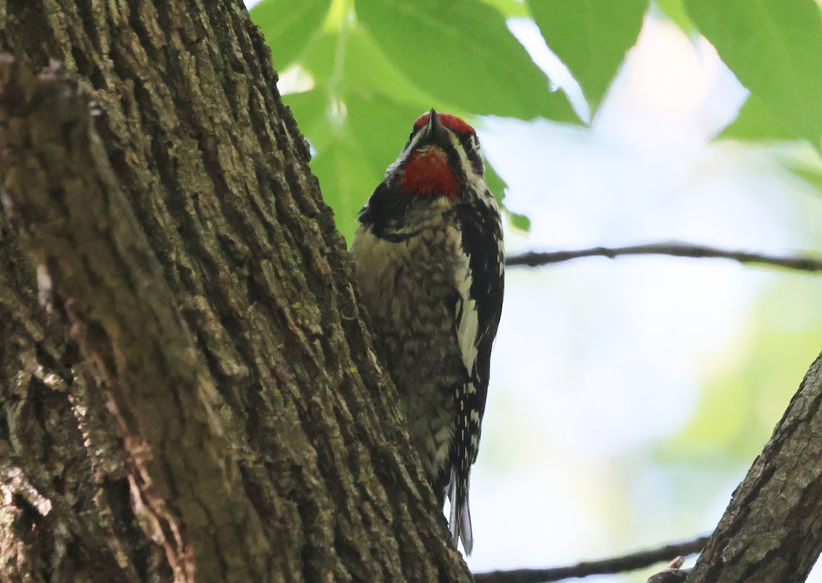 sapsucker sp. - ML636750937