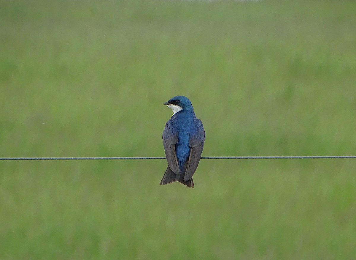 Tree Swallow - ML636751018