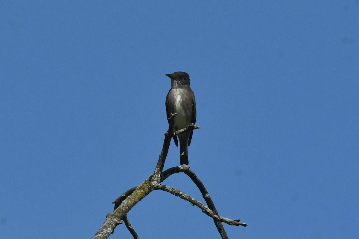 Olive-sided Flycatcher - ML636751024