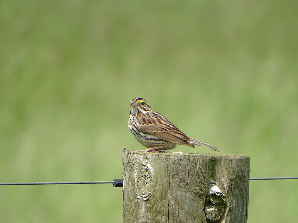 Savannah Sparrow - ML636751028