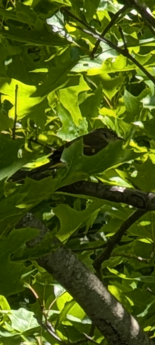 American Redstart - ML636751041