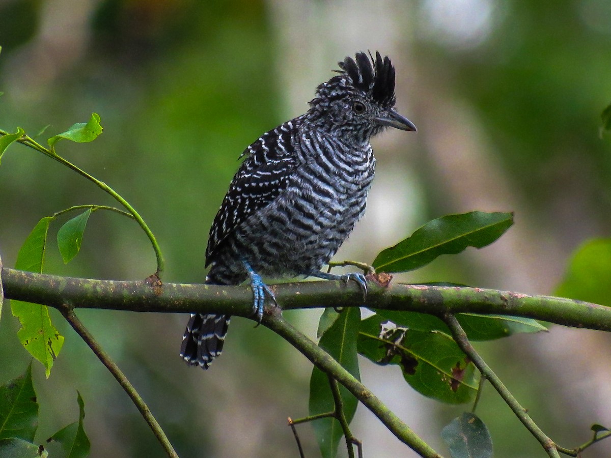 Barred Antshrike - ML636751054