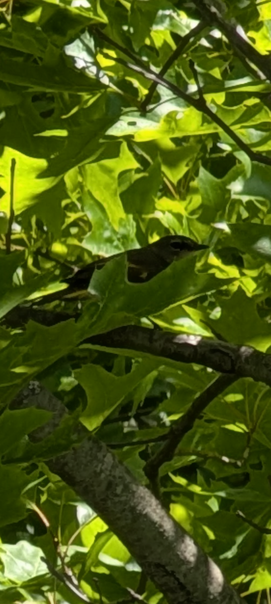 American Redstart - ML636751064