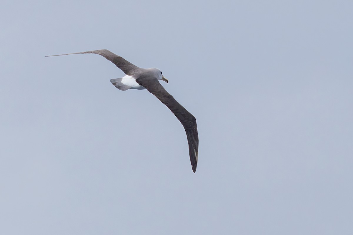 Salvin's Albatross - ML636751081