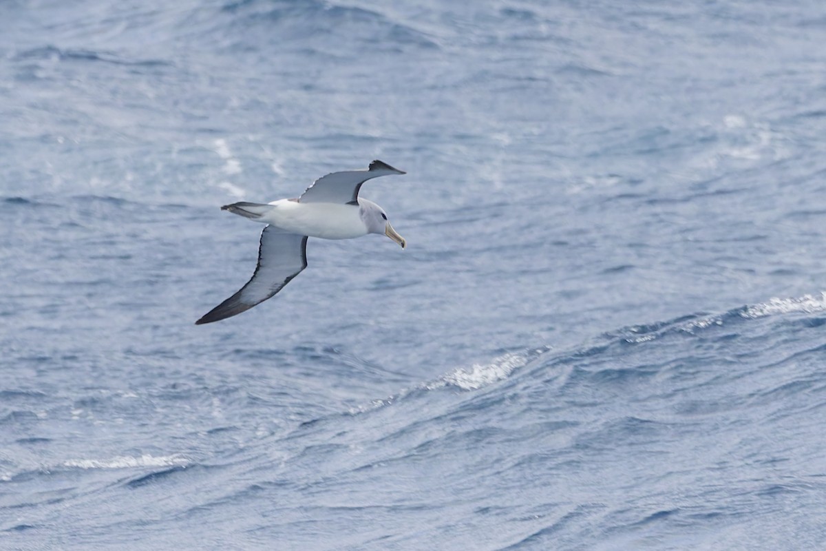 Salvin's Albatross - ML636751082