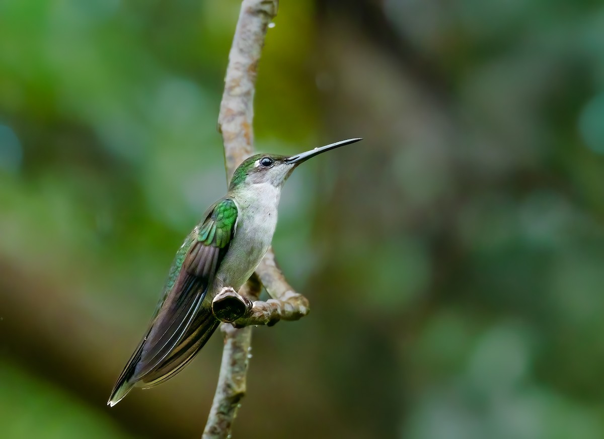 Gray-breasted Sabrewing - ML636751091