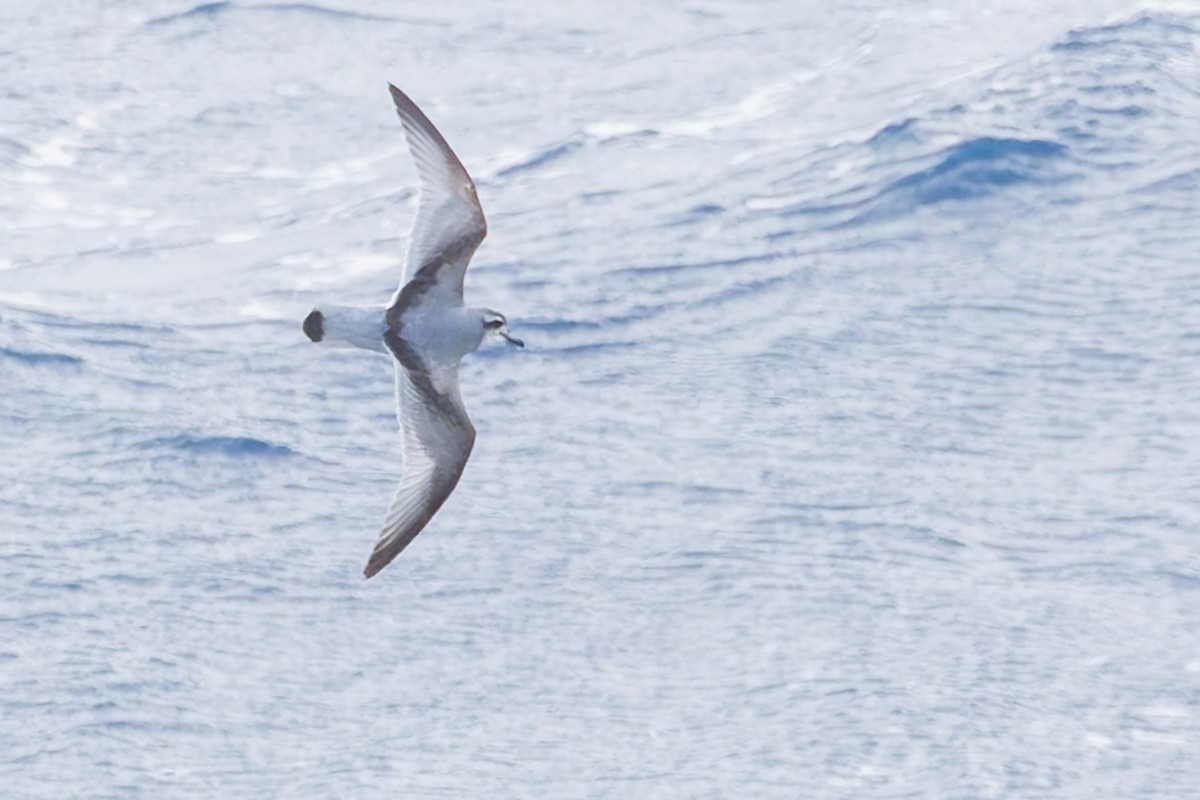 Broad-billed Prion - ML636751092