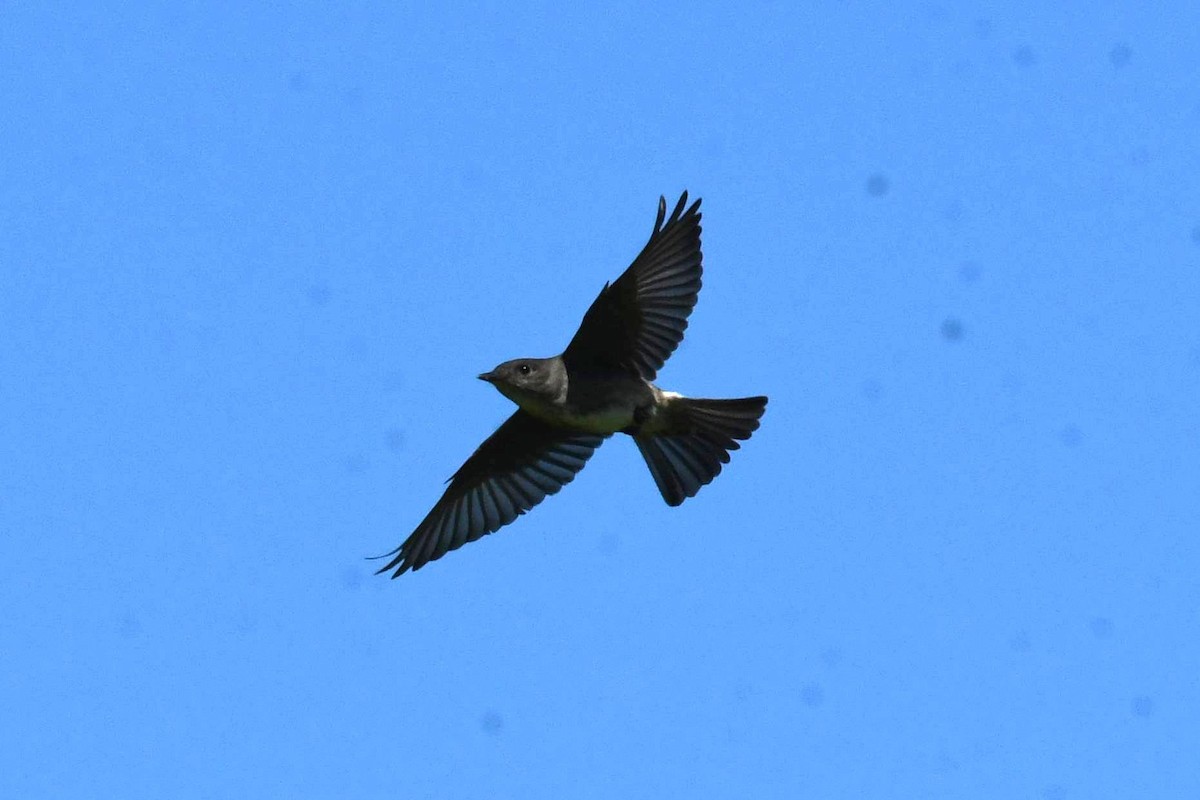 Olive-sided Flycatcher - ML636751098