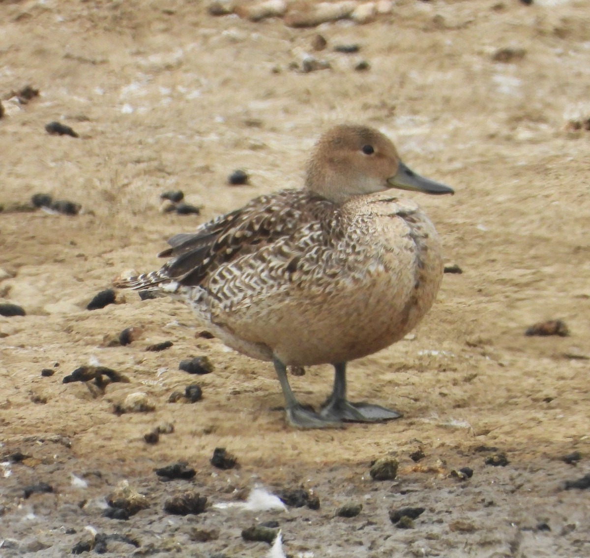 stjertand - ML636751113