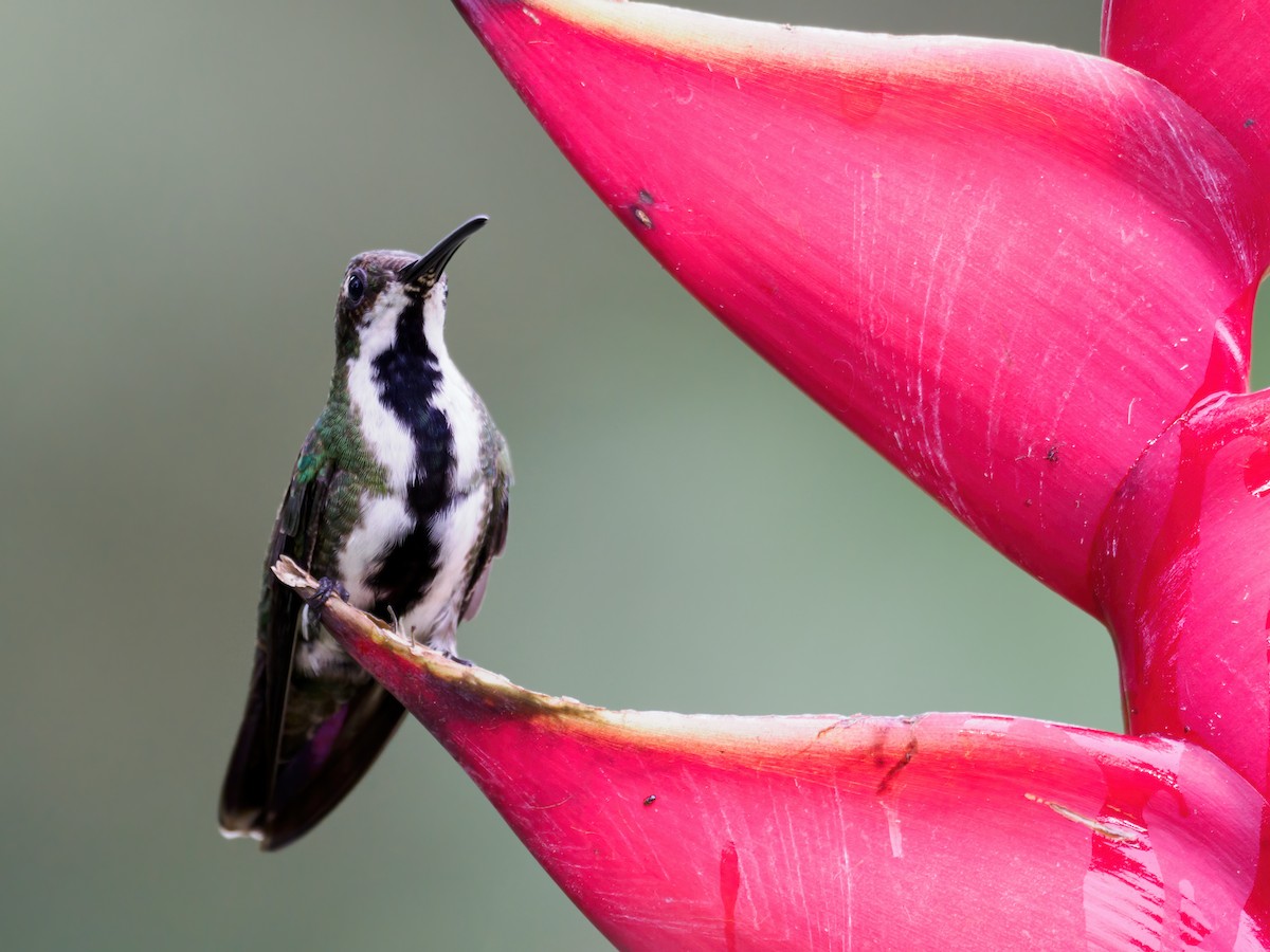 Black-throated Mango (Black-throated) - ML636751205