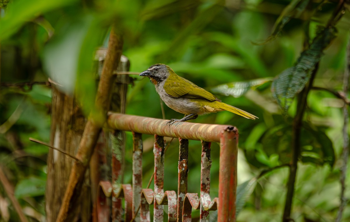 Buff-throated Saltator - ML636751238