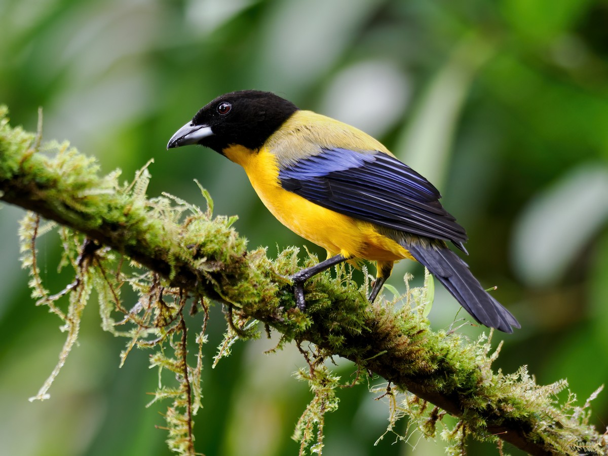 Black-chinned Mountain Tanager - ML636751248