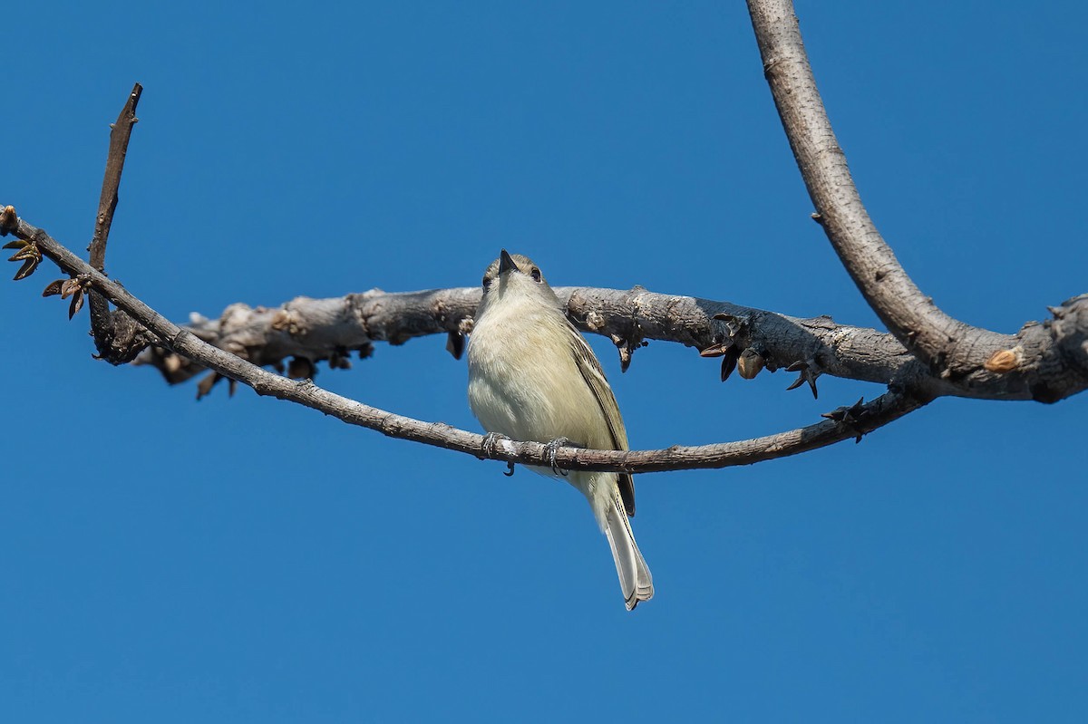 Dwarf Vireo - ML636751409