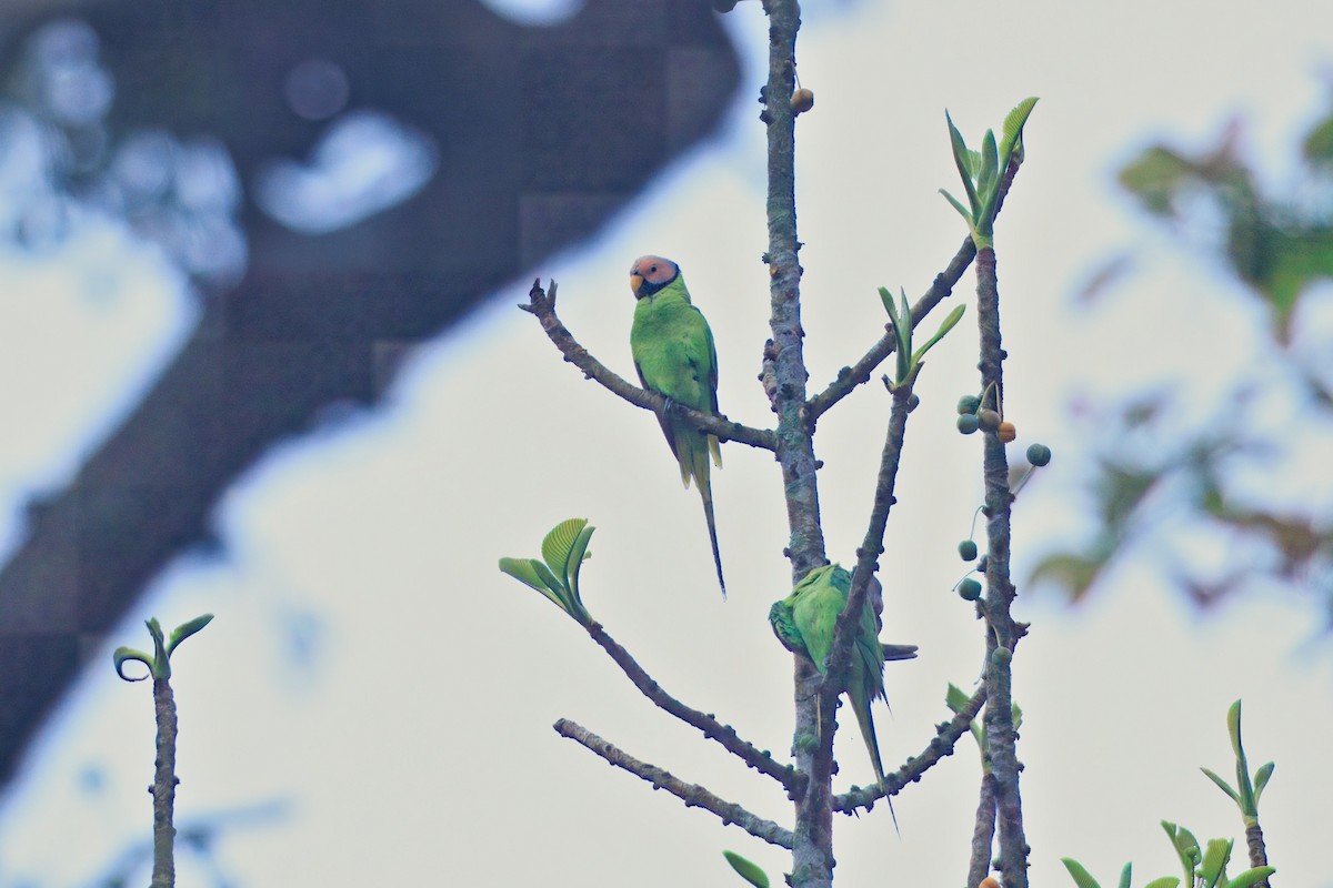 Blossom-headed Parakeet - ML636751453