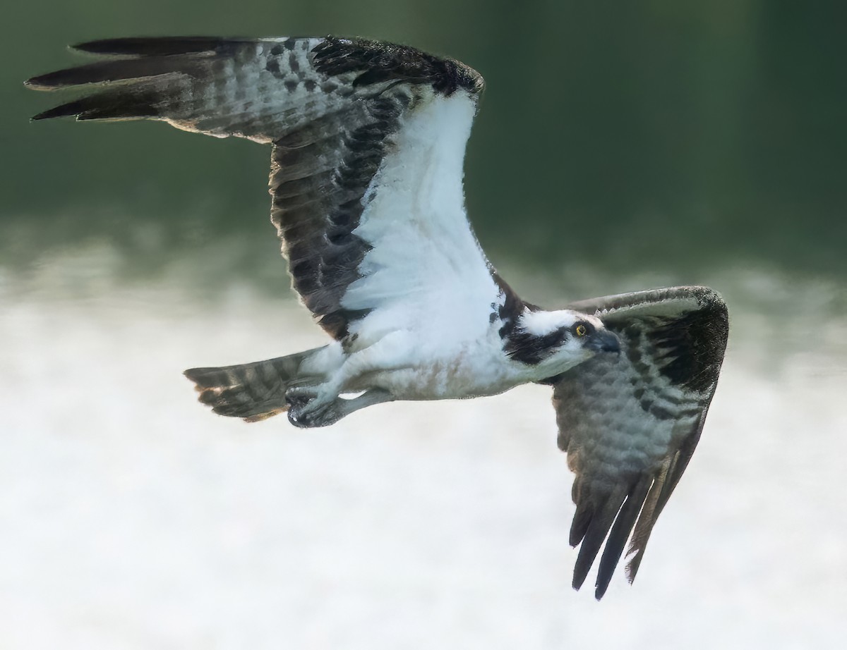 Osprey - ML636751621
