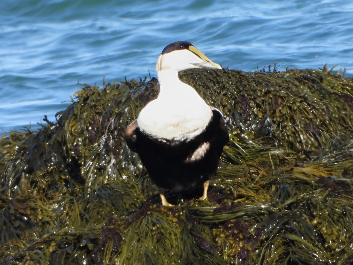 Common Eider - ML636751659