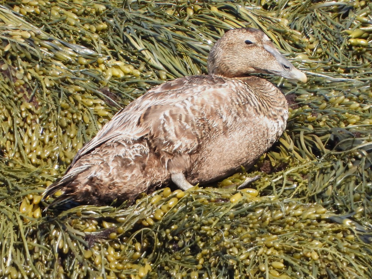 Common Eider - ML636751660