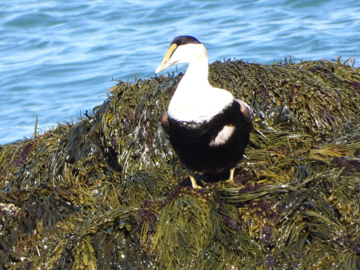 Common Eider - ML636751661