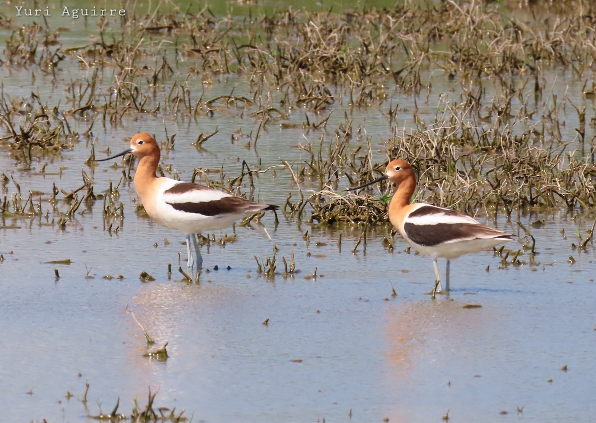 American Avocet - ML636751713