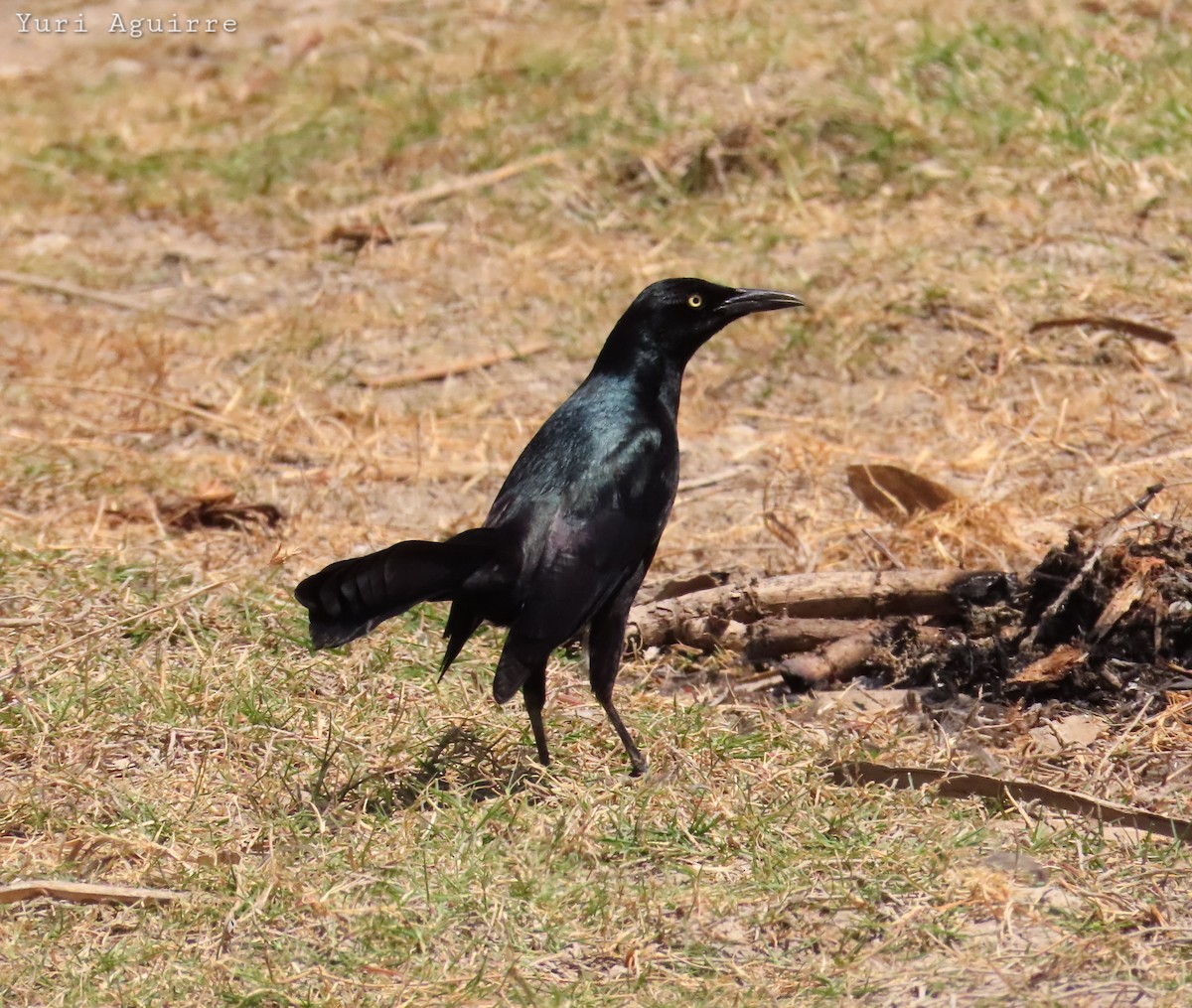 Nicaraguan Grackle - ML636751732