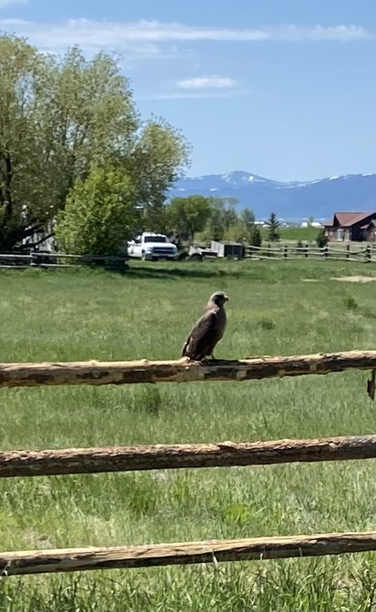 Swainson's Hawk - ML636751854