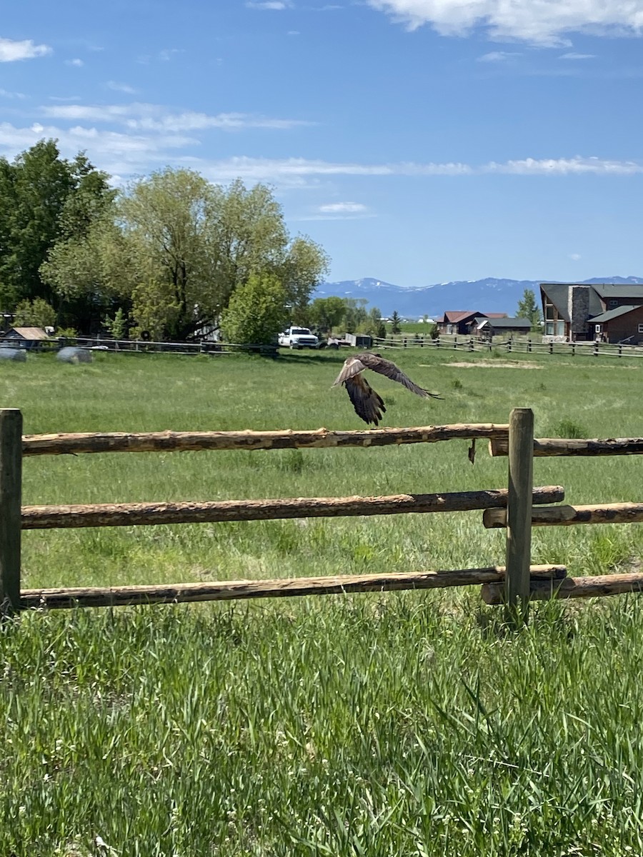 Swainson's Hawk - ML636751855