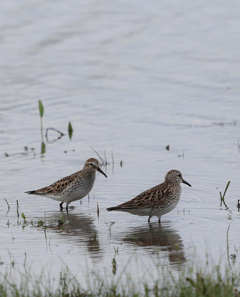 White-rumped Sandpiper - ML636751937