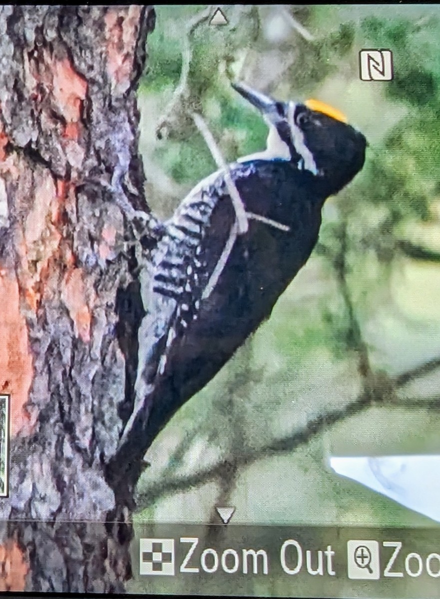 Black-backed Woodpecker - ML636751944