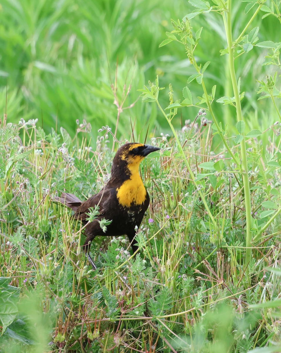 Yellow-headed Blackbird - ML636751947