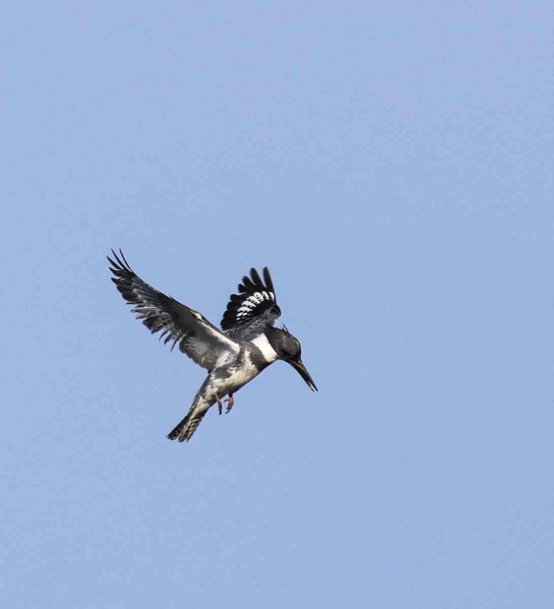 Belted Kingfisher - ML636751971