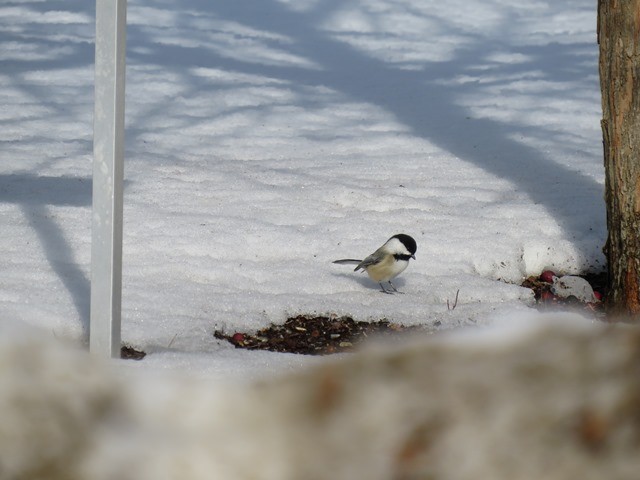 Black-capped Chickadee - ML636752024