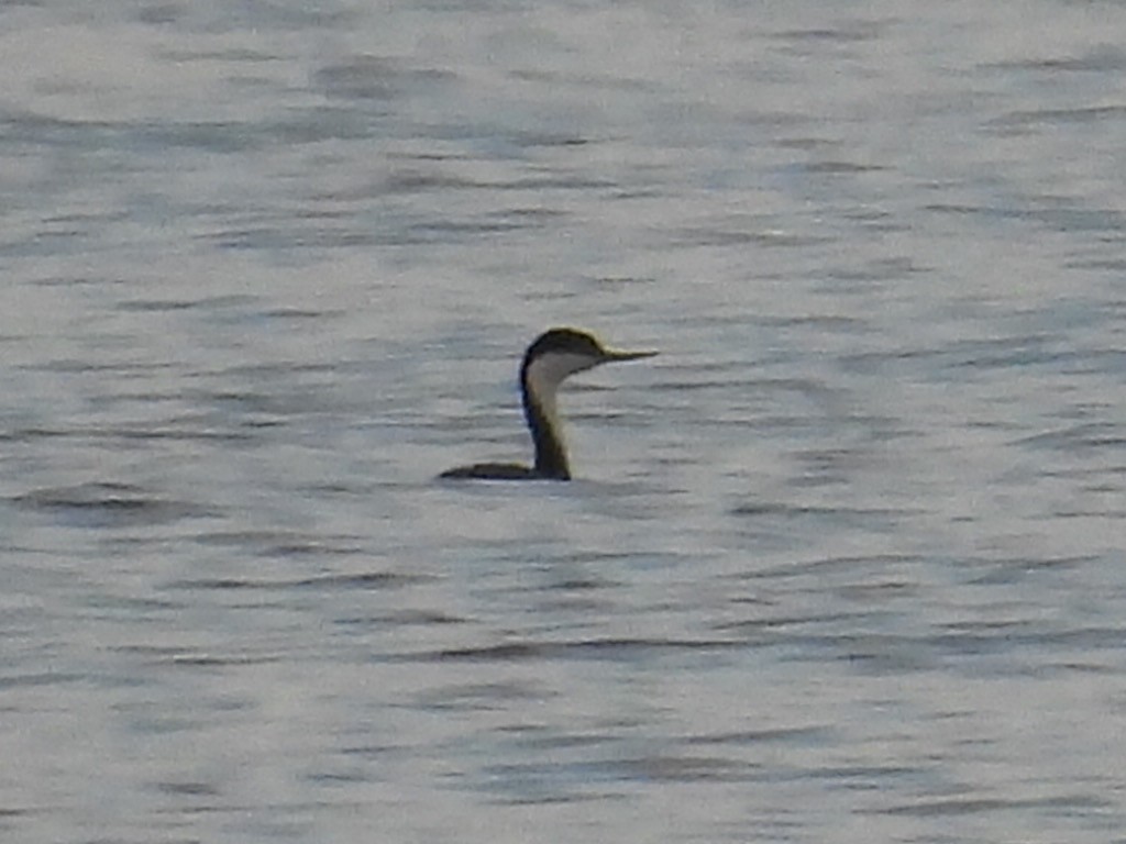 Grèbe élégant - ML636752053