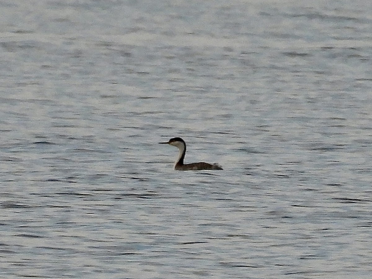 Grèbe élégant - ML636752054