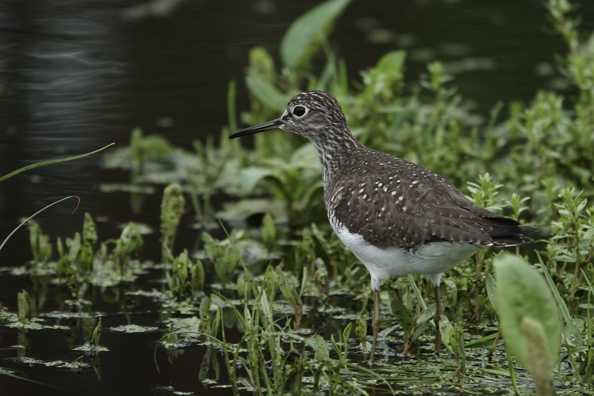 Solitary Sandpiper - ML636752058