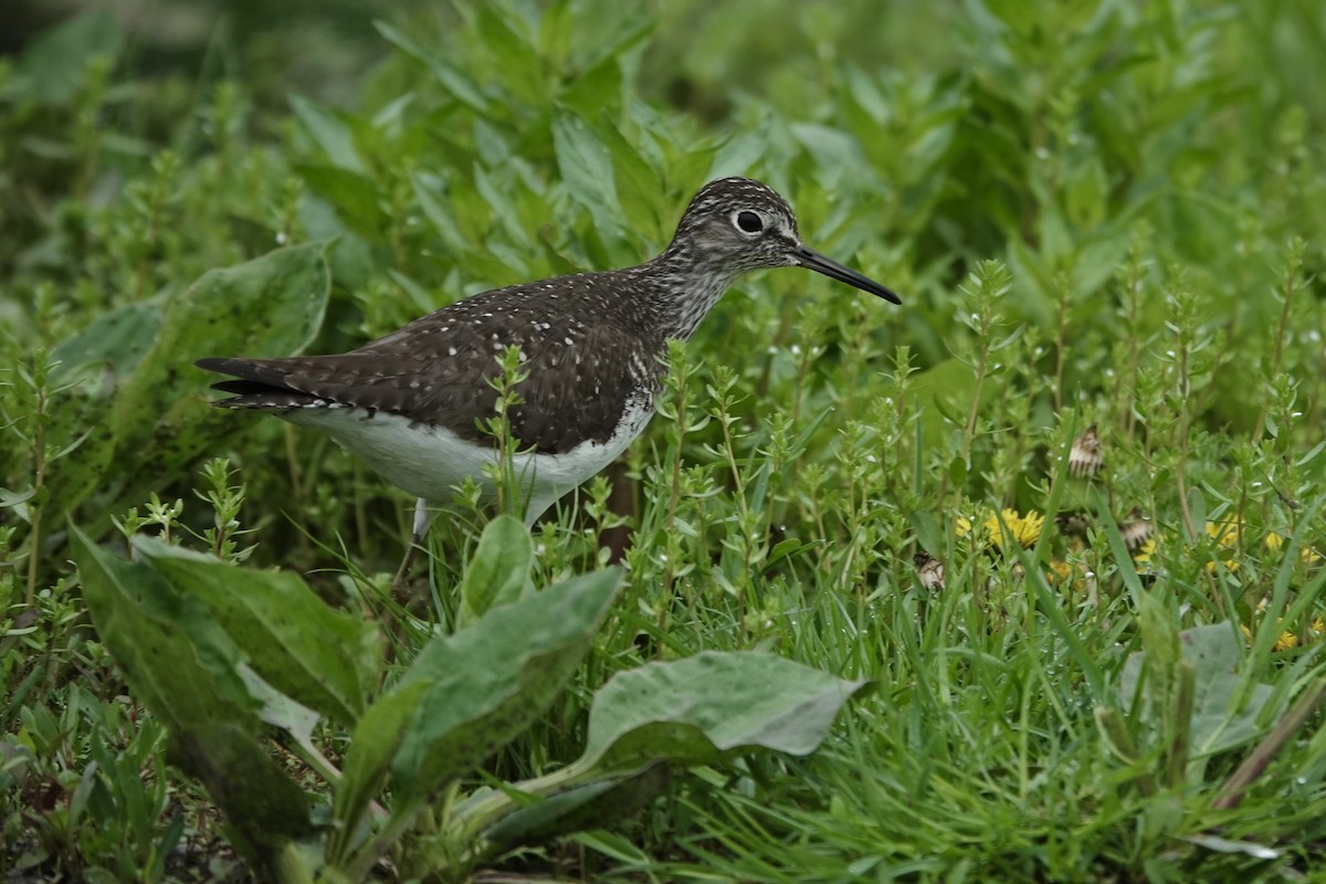 Solitary Sandpiper - ML636752061