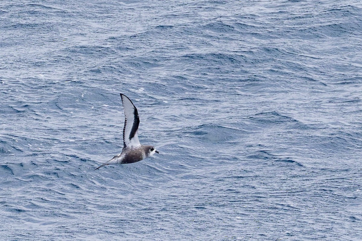 Mottled Petrel - ML636752062