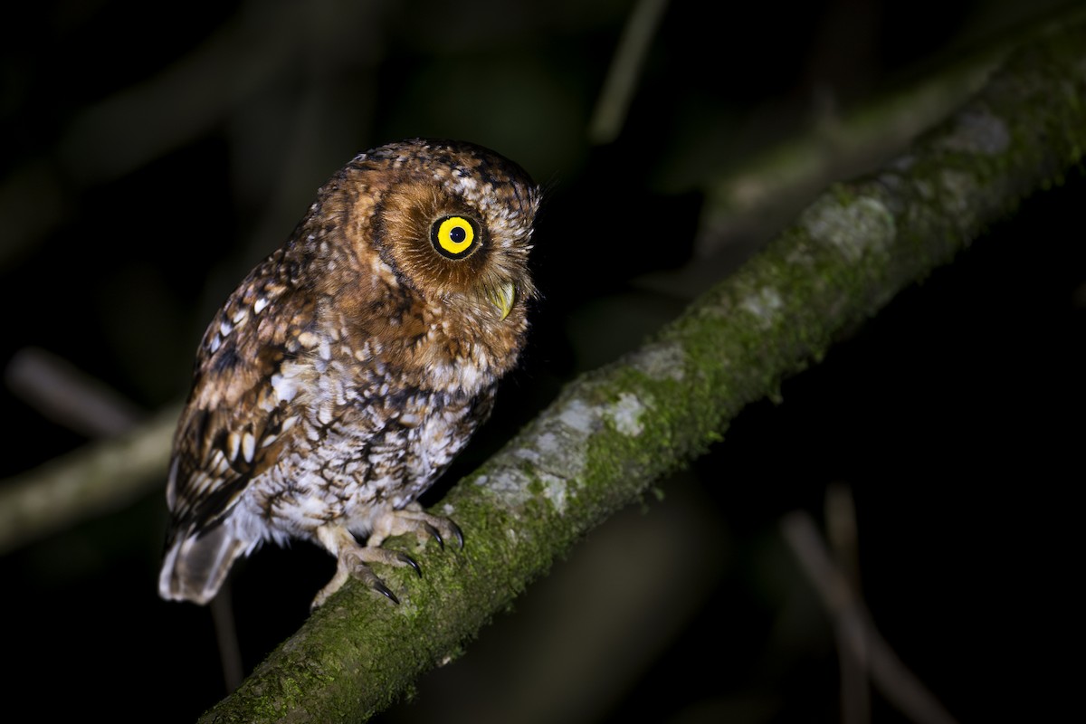 Bearded Screech-Owl - ML636752115