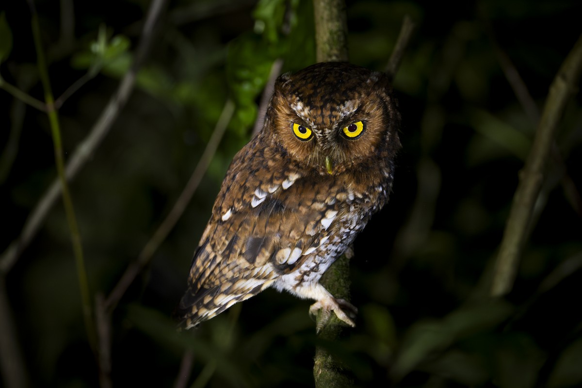 Bearded Screech-Owl - ML636752127