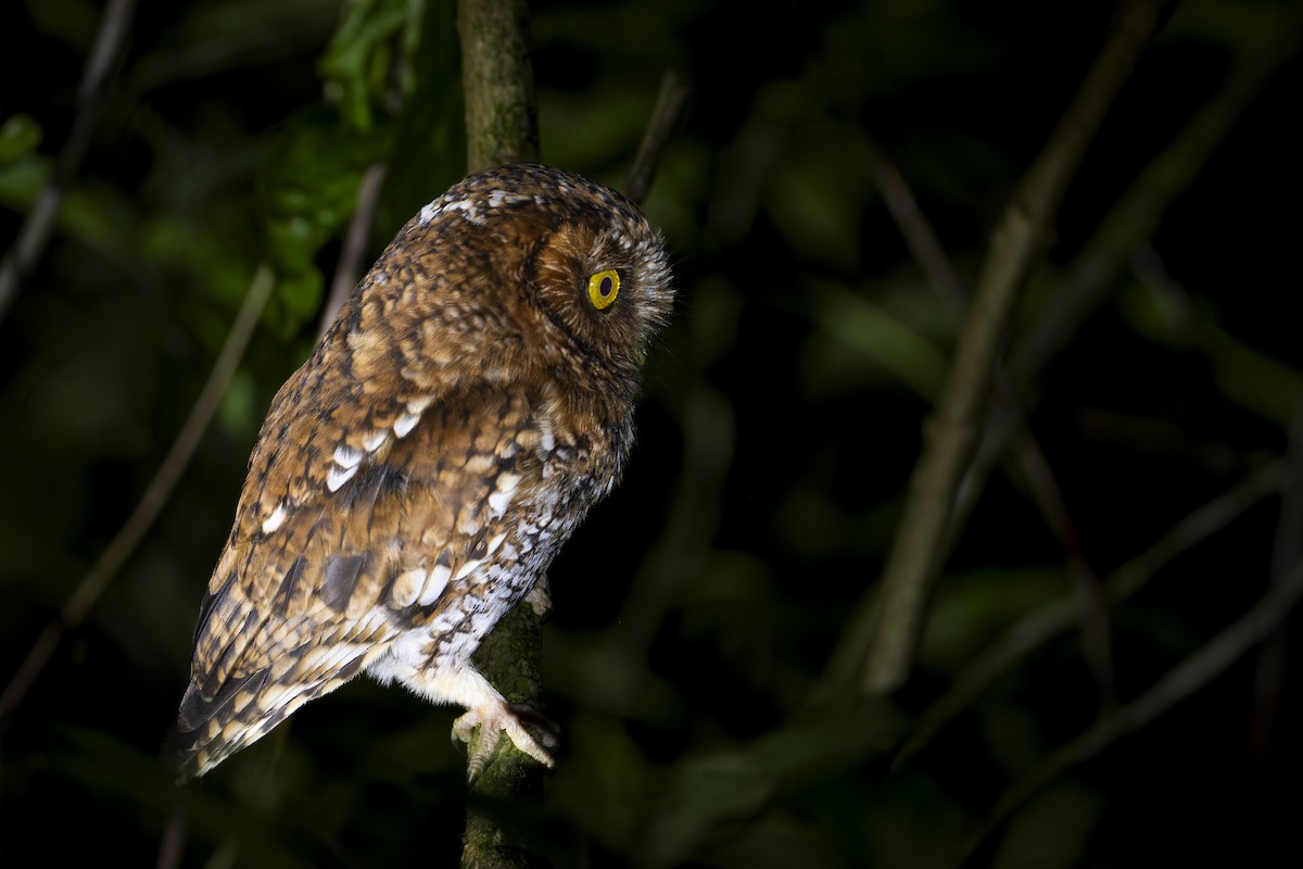Bearded Screech-Owl - ML636752130