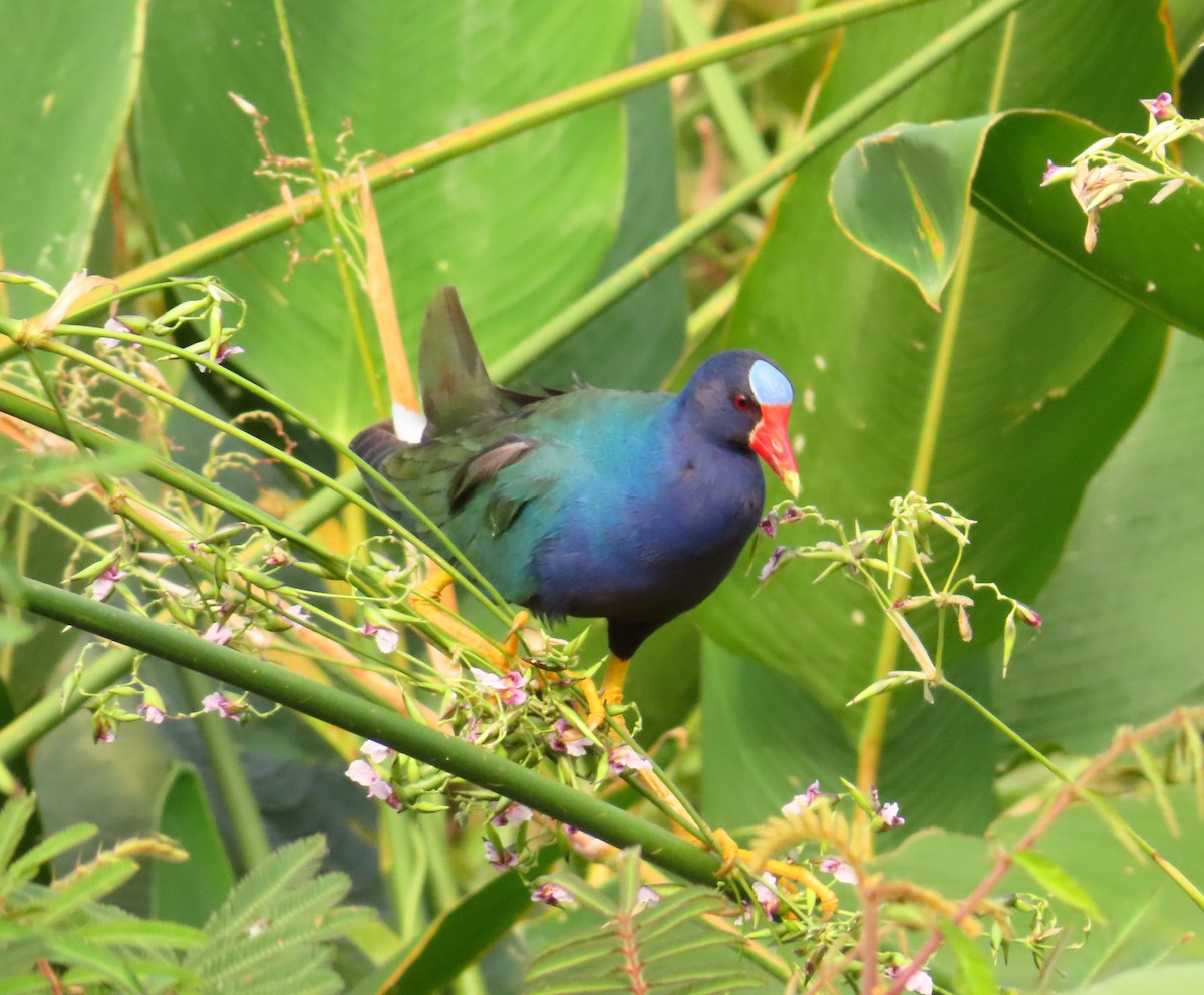 Purple Gallinule - ML636752137
